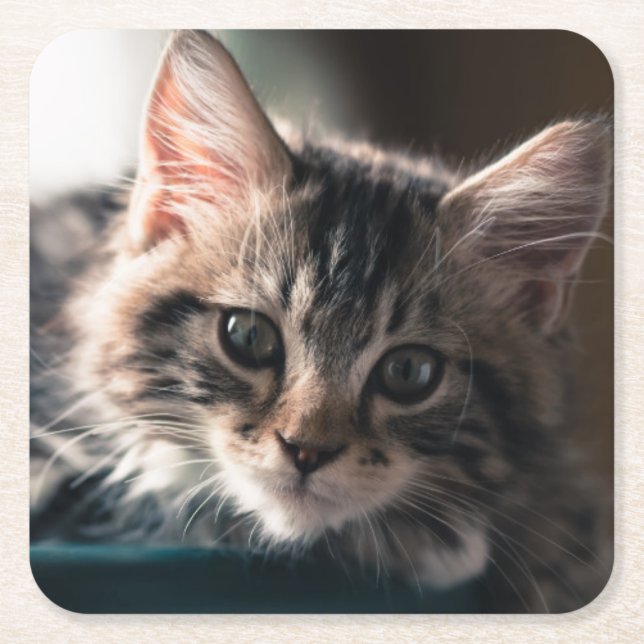 Junge männliche Tabby-Katze 2 Rechteckiger Pappuntersetzer (Vorderseite)