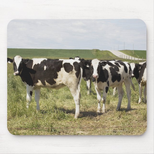 Junge Milchrinder in Weiden Mousepad (Vorne)