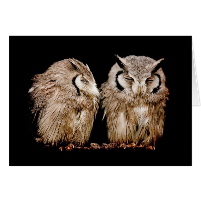 Junge Owlets (Vorderseite (Horizontal))