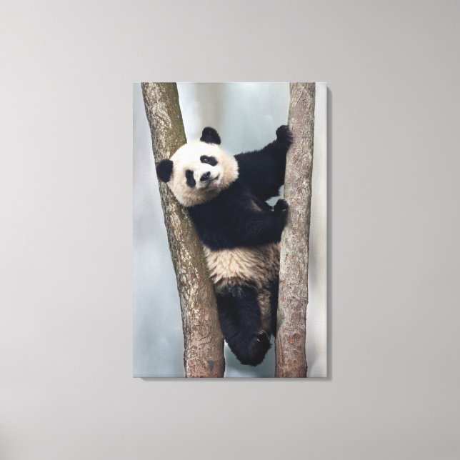 Junge Panda klettert auf einen Baum, China Leinwanddruck (Vorderseite)