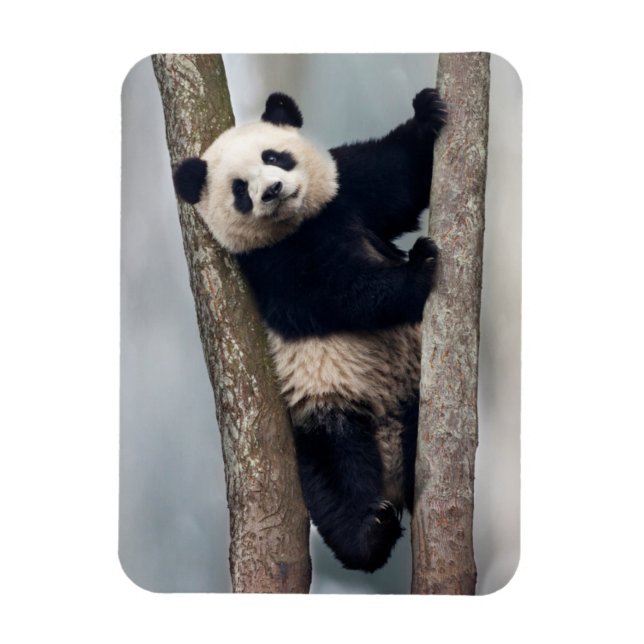 Junge Panda klettert auf einen Baum, China Magnet (Vertikal)