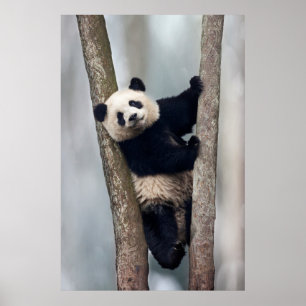 Junge Panda klettert auf einen Baum, China Poster