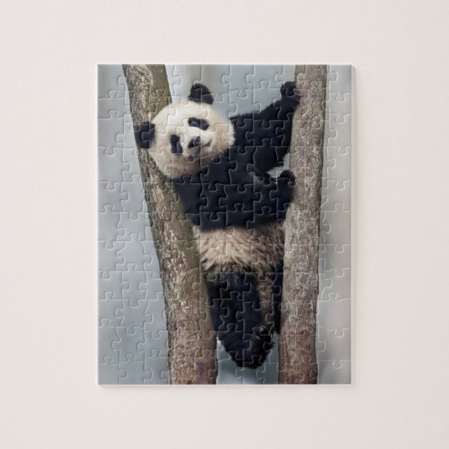 Junge Panda klettert auf einen Baum, China Puzzle (Vertikal)