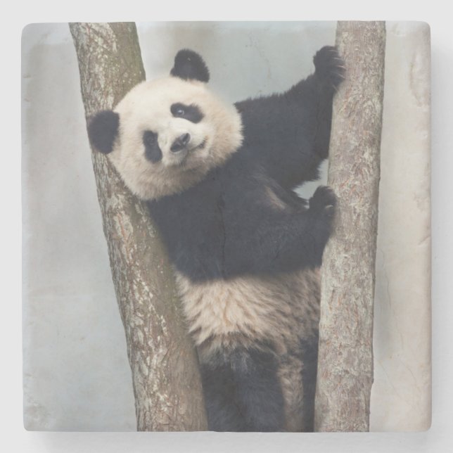 Junge Panda klettert auf einen Baum, China Steinuntersetzer (Vorderseite)