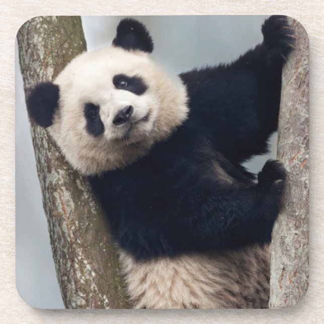 Junge Panda klettert auf einen Baum, China Untersetzer (Vorderseite)