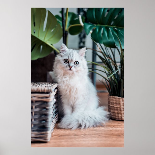 Junge Perserkatze mit Pflanze Poster (Vorne)
