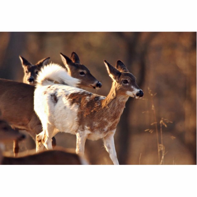 Junge Piebaldrotwild Freistehende Fotoskulptur (Vorne)