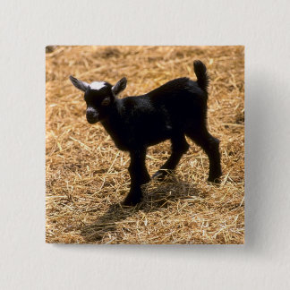 Junge Pigmy-Ziege Button