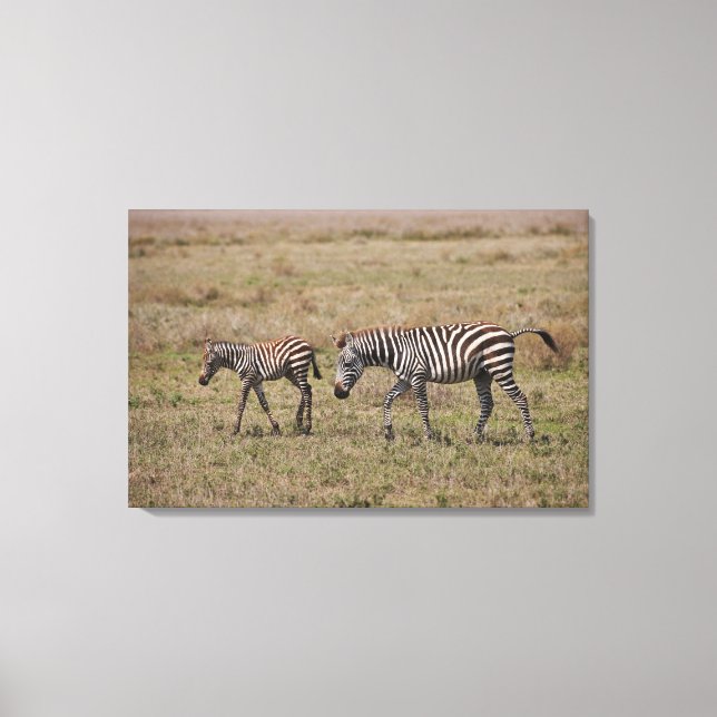 junge Plains Zebra mit Mutter, Equus quagga, Leinwanddruck (Vorderseite)