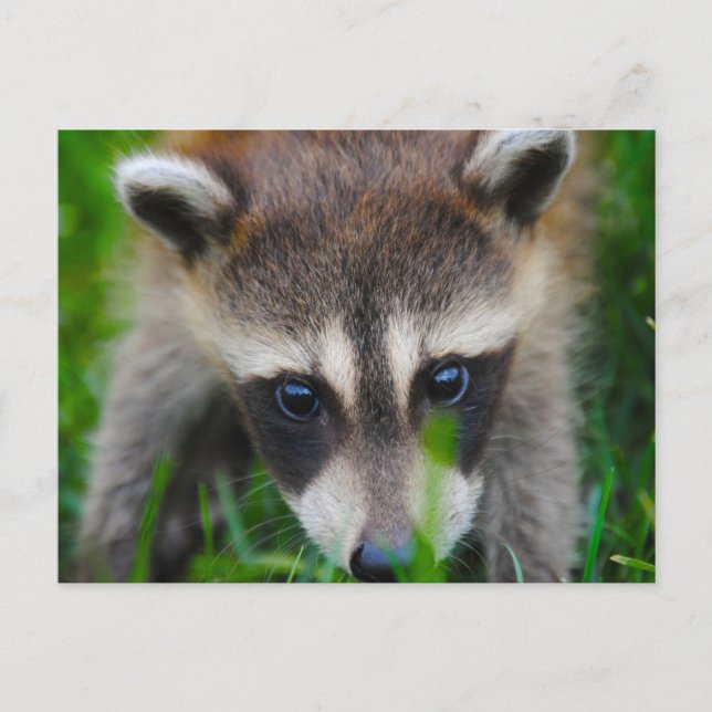 Junge Raccoon im Gras Postkarte (Vorderseite)