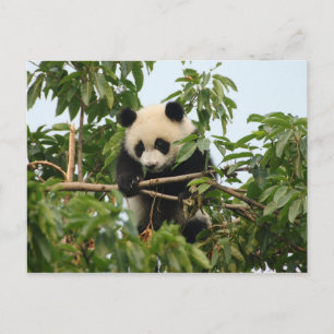 Junge Riesenpanda - Postkarte