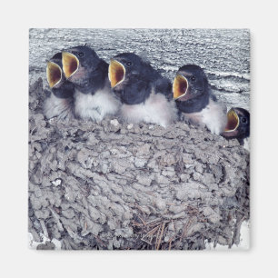 junge Scheunenschwalben Magnet