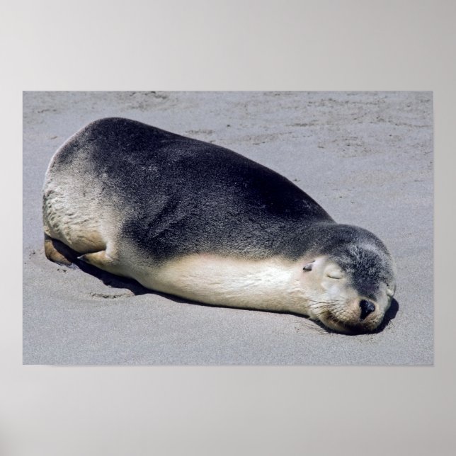 Junge Siegel schlafen am Strand - Australien Poster (Vorne)