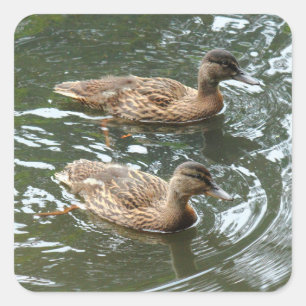Junge Stockenten Quadratischer Aufkleber