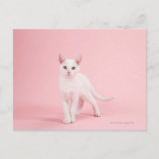 Junge weiße Katze Postkarte