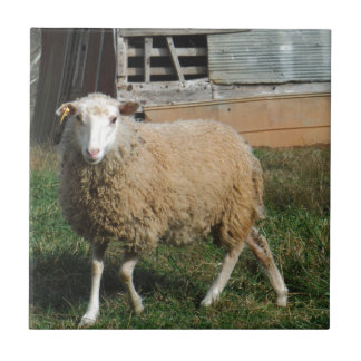 Junge weiße Schafe auf dem Bauernhof Fliese