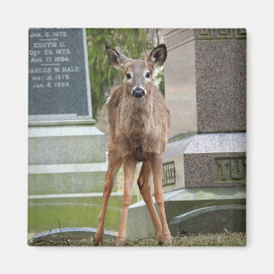 Junge Weiße Schwänze im Friedhof Magnet