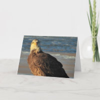 Junge Weißkopfseeadler am Strand Geburtstagskarte