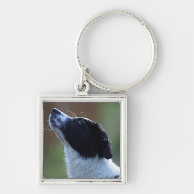 junge Welpe Border-Collie Schlüsselanhänger (Vorne)