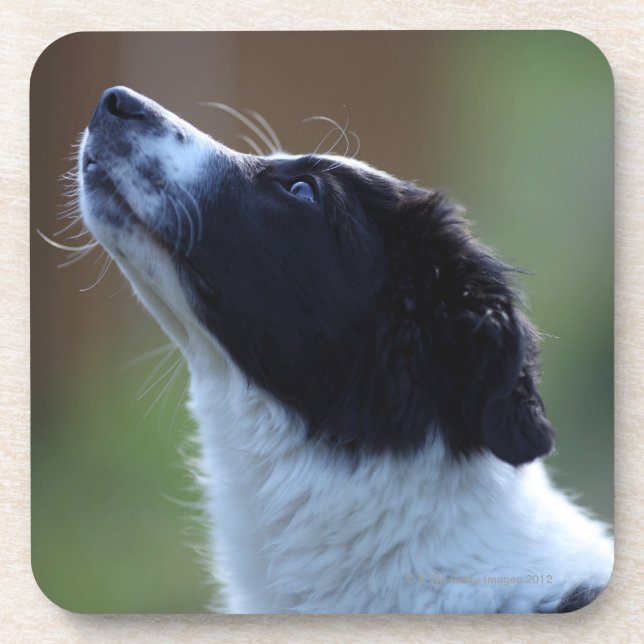 junge Welpe Border-Collie Untersetzer (Vorderseite)
