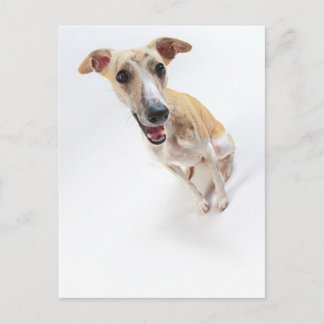 Junge Whippet Postkarte