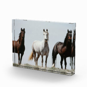 Junge wilde Hengste Fotoblock