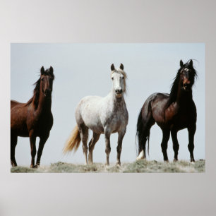 Junge wilde Hengste Poster