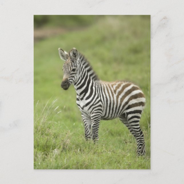Junge Zebra im Serengeti Schlicht Postkarte (Vorderseite)