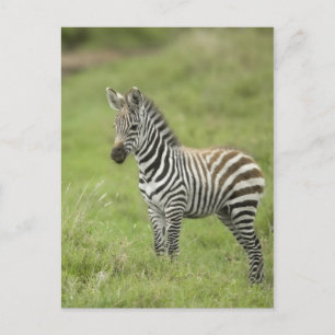 Junge Zebra im Serengeti Schlicht Postkarte