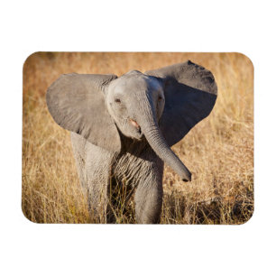 Junger Afrikanischer Elefant Magnet