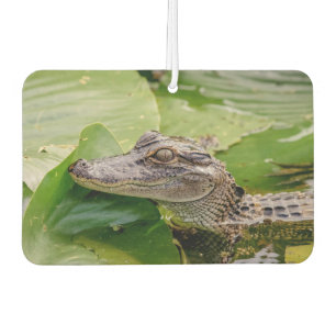 Junger Alligator Autolufterfrischer