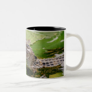 Junger Alligator Zweifarbige Tasse