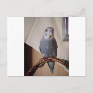 junger blauer Budgie Postkarte