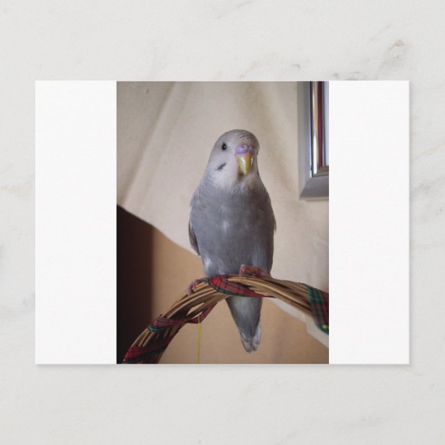 junger blauer Budgie Postkarte (Vorderseite)