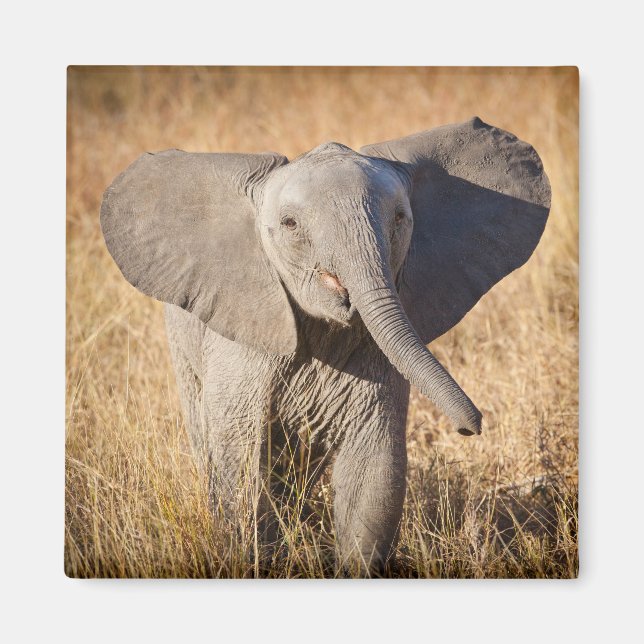 Junger Busch-Elefant Magnet (Vorne)