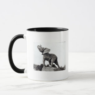 Junger Elefant gefangen in einer Falle Tasse