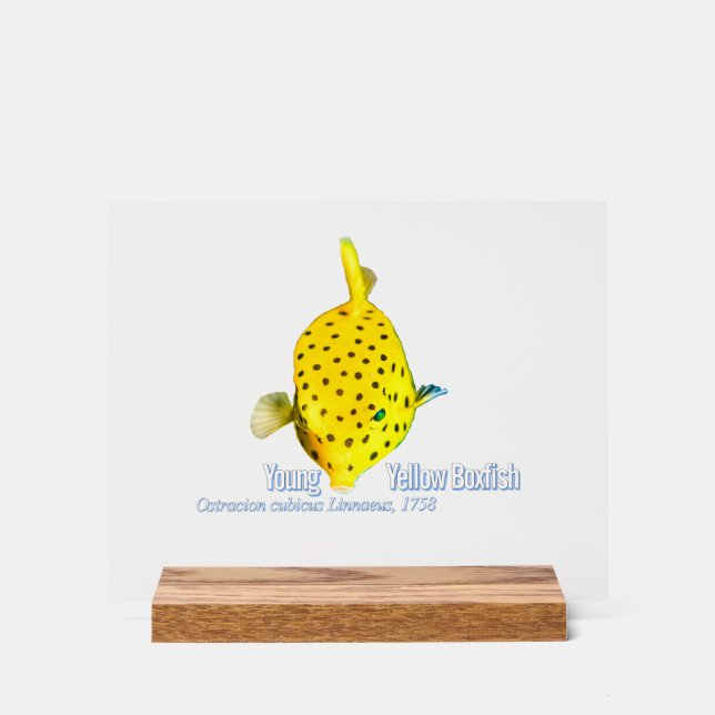 Junger Gelber Kofferfisch Acrylschild (Vorderseite)