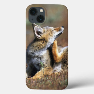 Junger Grauer Fuchs im Torres-Del-Paine-Nationalpa Case-Mate iPhone Hülle
