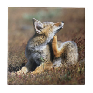 Junger Grauer Fuchs im Torres-Del-Paine-Nationalpa Fliese