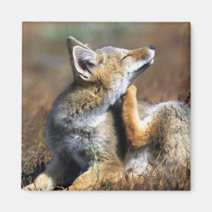 Junger Grauer Fuchs im Torres Del Paine Nationalpa Magnet
