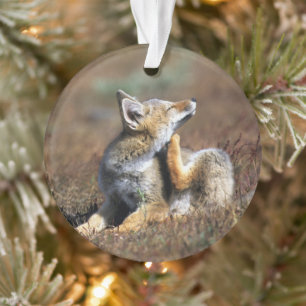 Junger Grauer Fuchs im Torres-Del-Paine-Nationalpa Ornament