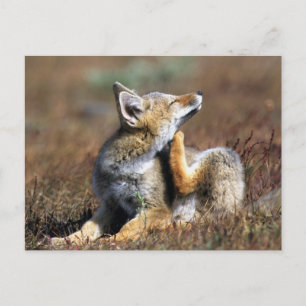 Junger Grauer Fuchs im Torres-Del-Paine-Nationalpa Postkarte
