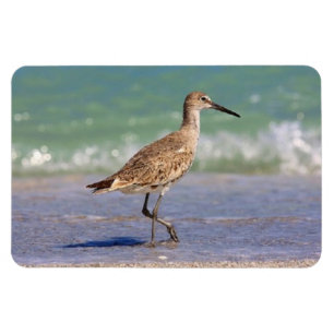 Junger großer BrachvogelShorebird auf Magnet