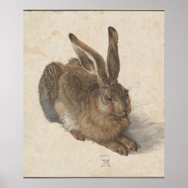 Junger Hase (Dürer 1502) Poster (Vorne)