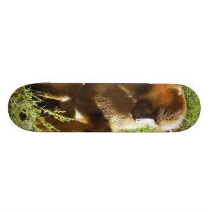 Junger jugendlicher Pavian, der sich hinsitzt und Skateboard