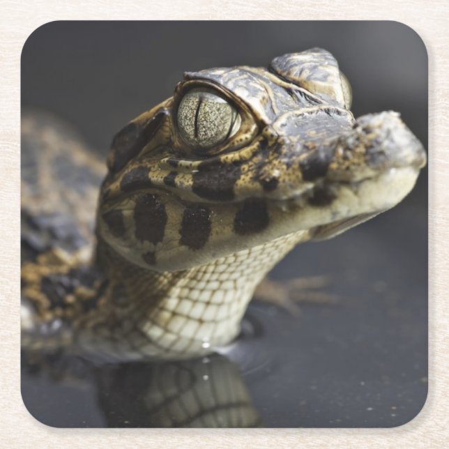 Junger Kaiman im Wasser mit Reflexion Rechteckiger Pappuntersetzer (Vorderseite)