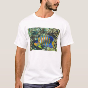 Junger Königlicher Engelfisch Pygoplites T-Shirt