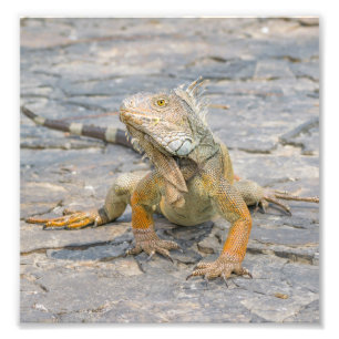 Junger Leguan Fotodruck