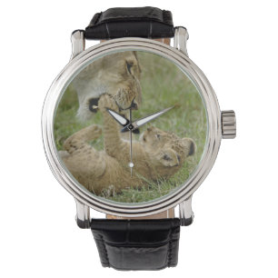 Junger Löwe spielt Armbanduhr