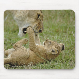 Junger Löwe spielt Mousepad